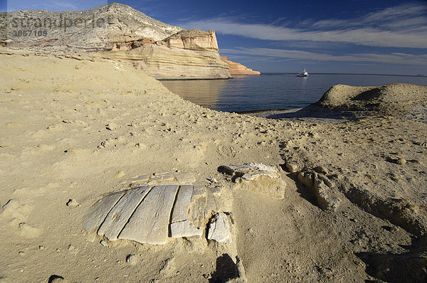 Fossiler Schildkrötenpanzer im Sand eines Strandes  Baja California  Mexiko  Nordamerika