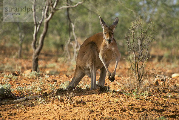Rotes Riesenkänguru (Macropus rufus)  männlich  Alice Springs  Australien
