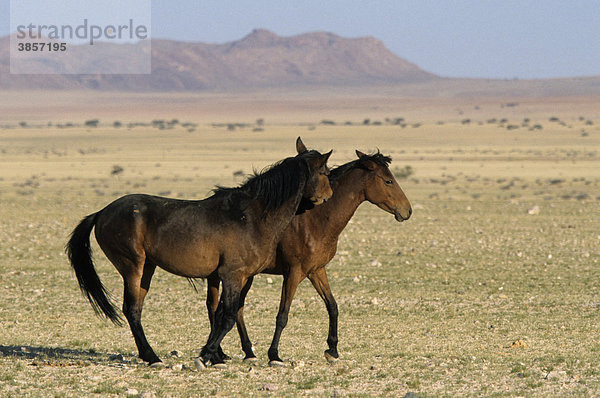Pferde  Wüstenbewohner  Koichab Pan  Sperrgebiet  Namibia  Afrika