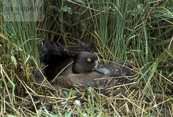 Tufted Duck (Aythya fuligula)  female at nest  incubating eggs