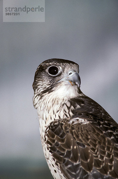 Gerfalke (Falco rusticolus)  Porträt  grauer Farbmorph