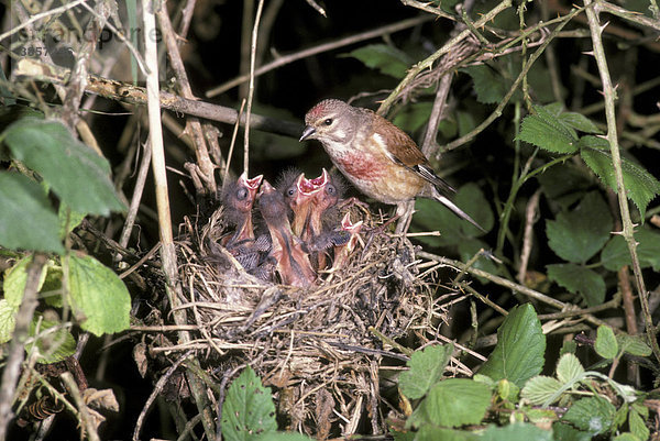 Hänfling oder Bluthänfling (Acanthis cannabina)  Männchen auf dem Nest bei der Fütterung der Küken