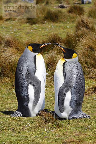 Königspinguine (Aptenodytes patagonicus)  Pinguinpaar