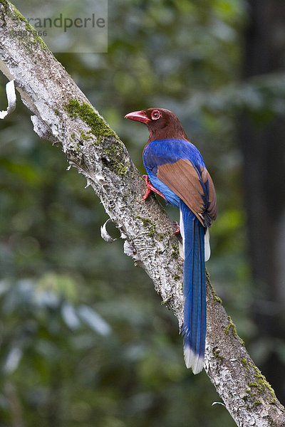 Blau-Schweifkitta (Urocissa ornata)  endemisch in Sri Lanka