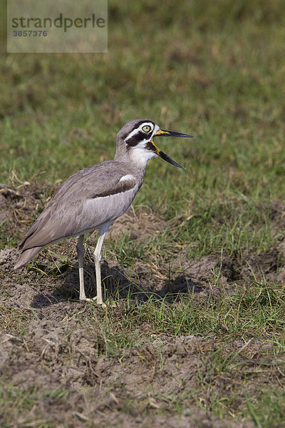 Krabbentriel (Esacus recurvirostris)  rufend  Sri Lanka