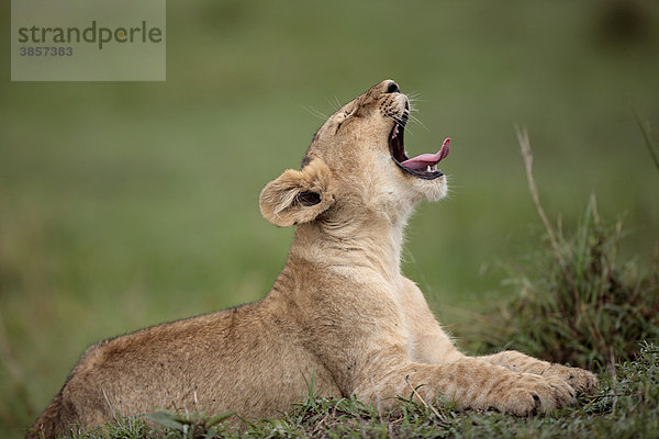 Löwe (Panthera leo)  gähnend