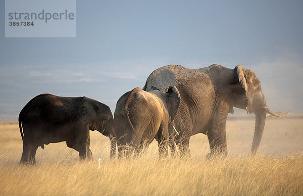 Elefanten (Loxodonta africana)  Amboseli  Kenia  Afrika