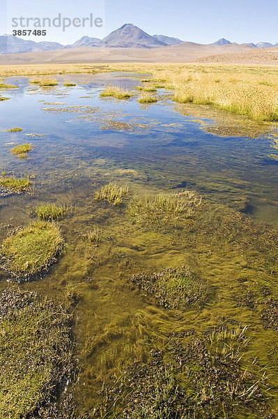 Altiplano Hochebene  Salzsee  Atacama Wüste  Chile  Südamerika