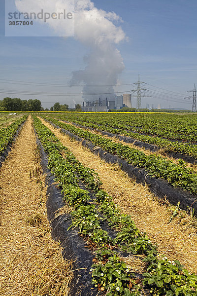 Erdbeerfelder  Rhein-Erft-Kreis  Nordrhein-Westfalen  Deutschland  Europa