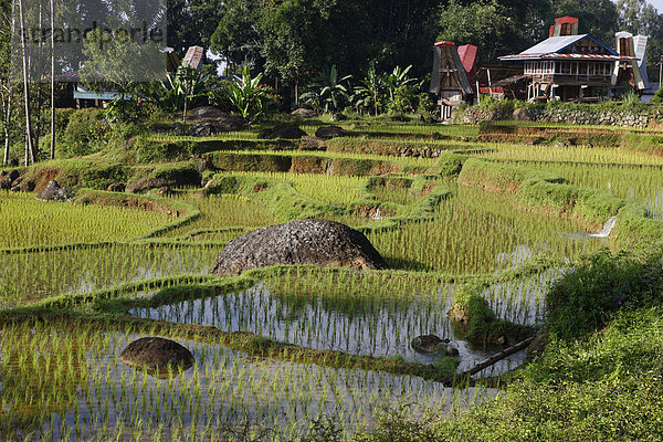 Reisfelder  Terrassen  Batutumonga  Toraja Land  Sulawesi  Indonesien  Asien