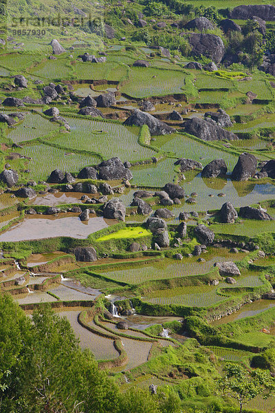 Reisfelder im Terrassenbau  Batutumonga  Toraja Land  Sulawesi  Indonesien  Asien