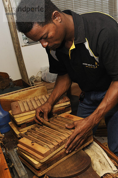 Junger Mann legt frisch gedrehte Zigarren in eine Pressvorrichtung  Zigarrenmanufaktur in Punta Cana  Dominikanische Republik  Karibik