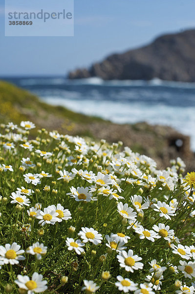 Blumenwiese am Meer  Cap de Fornells  Menorca  Balearen  Spanien  Europa