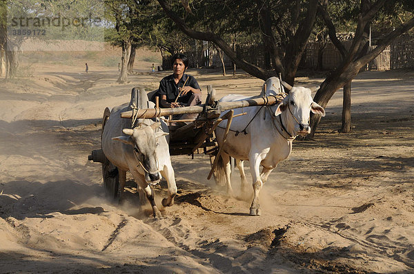 Ochsenkarren mit Zeburinder holt Trinkwasser zum Dorf bei Bagan  Myanmar  Burma  Birma  Südostasien  Asien