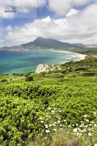 Frühjahrsblüte an der Westküste Sardiniens mit Blick auf die Bucht von Buggerru  Provinz Iglesiente  Sardinien  Italien  Europa
