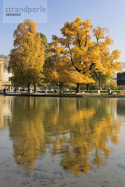 Herbstliche Bäume im Schlossgarten  Stuttgart  Baden-Württemberg  Deutschland  Europa