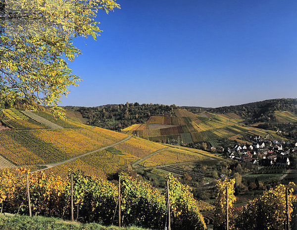 Weinberge im Herbst bei Uhlbach  Baden-Württemberg  Deutschland  Europa