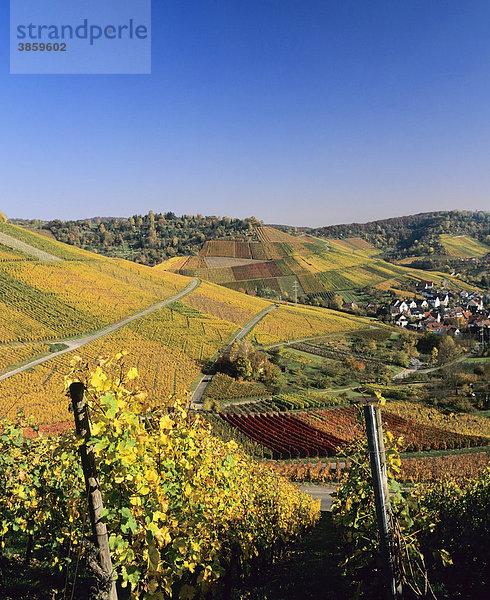 Weinberge im Herbst  Uhlbach  Baden-Württemberg  Deutschland  Europa