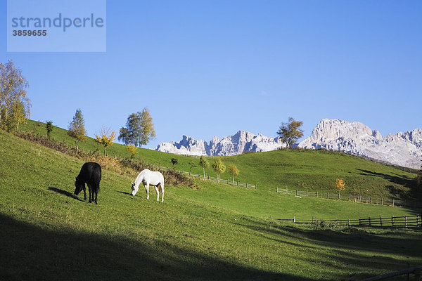 Pferde auf einer Weide mit Blick zum Rosengarten  Deutschnofen  Dolomiten  Trentino-Südtirol  Italien  Europa