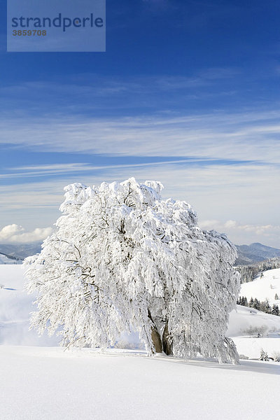 Schneegebeugte Buche  Schauinsland  Schwarzwald  Baden-Württemberg  Deutschland  Europa