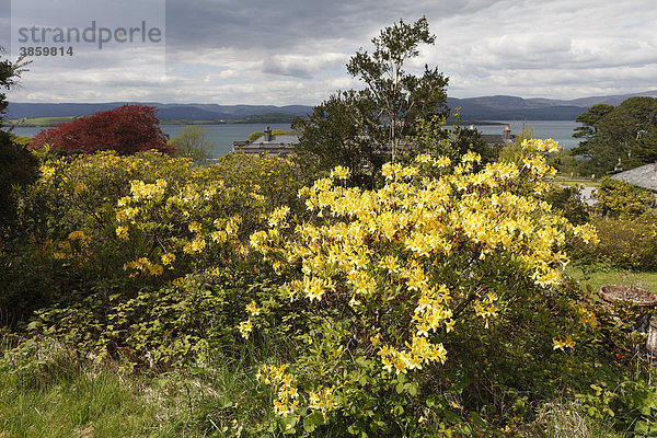 Gelb blühender Rhododendron  Bantry House  West Cork  Irland  Britische Inseln  Europa