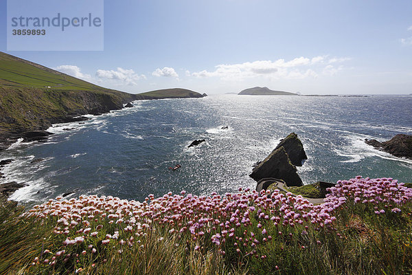 Blick von Dunquin  Dunmore Head und Blasket Islands  Strand-Grasnelken  Dingle Halbinsel  County Kerry  Irland  Britische Inseln  Europa