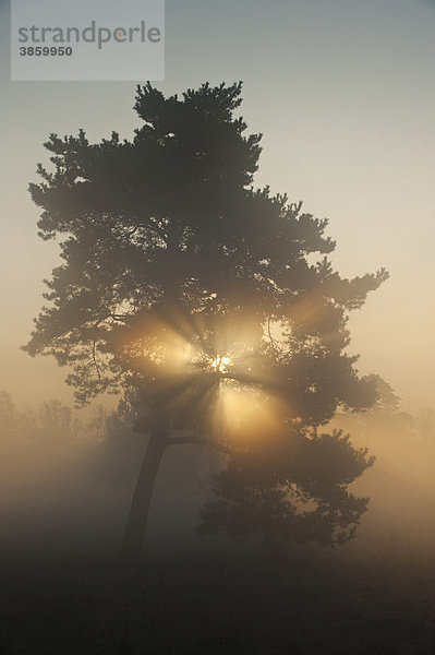 Baum im Nebel im Venner Moor  Venne  Nordrhein-Westfalen  Deutschland  Europa