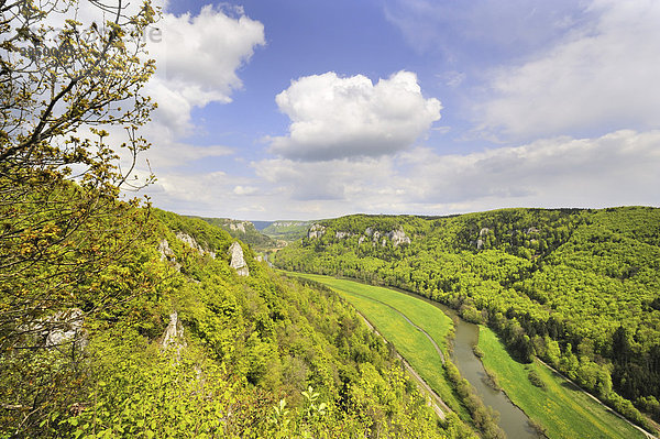 Blick in das obere Donautal bei frühlingshafter Vegetation  Landkreis Sigmaringen  Baden-Württemberg  Deutschland  Europa