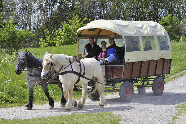 Touristenbeförderung mit einem Pferdefuhrwerk Vom Kap Arkona zum Fischerdorf Vitt  Insel Rügen  Mecklenburg-Vorpommern  Deutschland  Europa