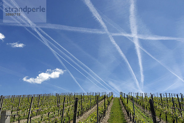 Kondensstreifen am blauen Himmel über dem Weinanbaugebiet bei Rauenthal  Rheingau  Hessen  Deutschland  Europa