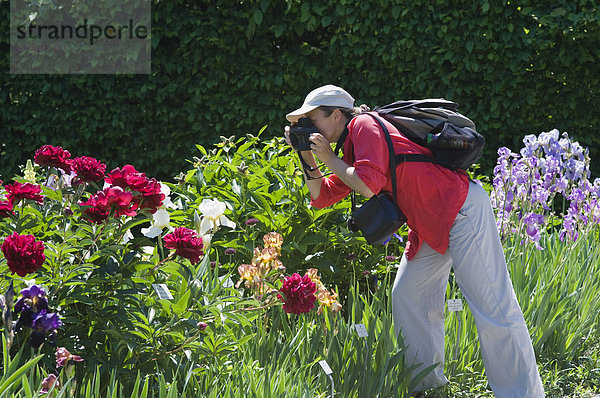 Frau fotografiert Blumen  Botanischer Garten München  Bayern  Deutschland  Europa