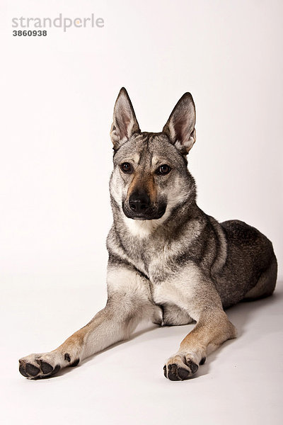 Liegender Tschechoslowakischer Wolfhund