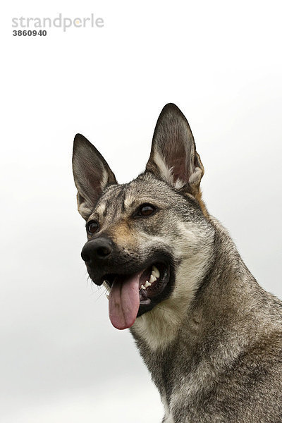 Tschechoslowakischer Wolfhund  Portrait