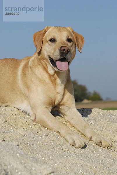 Blonder Labrador Retriever liegt auf Sanddüne