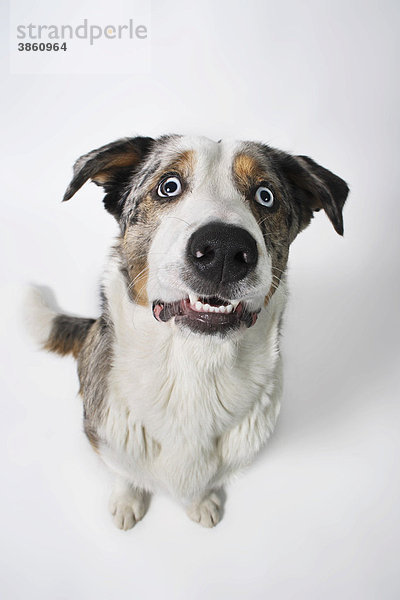 Mischlingshund  Portrait von oben