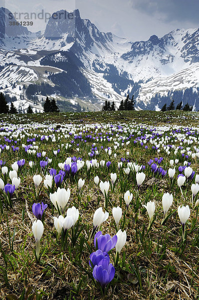 Blühende Krokusse (Crocus vernus)  beim Gurnigelpass mit Blick in die verschneiten Alpen  Bern  Schweiz  Europa