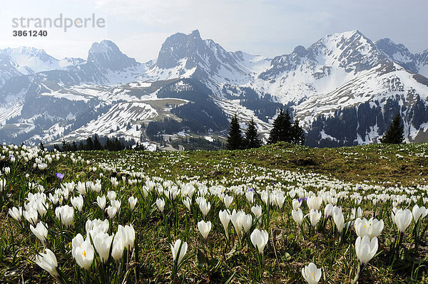 Blühende Krokusse (Crocus vernus)  beim Gurnigelpass mit Blick in die verschneiten Alpen  Bern  Schweiz  Europa