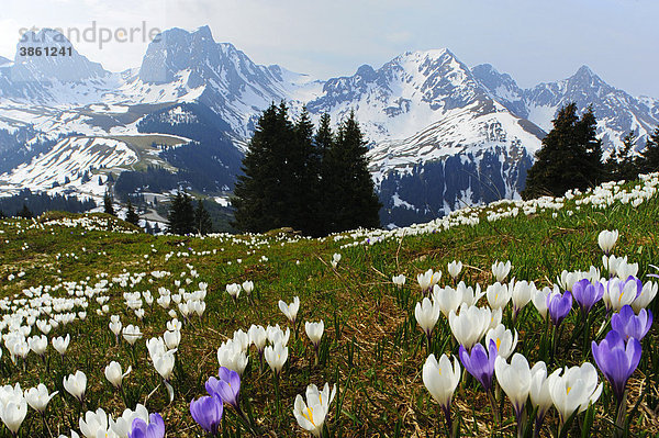 Blühende Krokusse (Crocus vernus)  beim Gurnigelpass mit Blick in die verschneiten Alpen  Bern  Schweiz  Europa