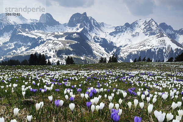 Feld blühender Krokusse (Crocus vernus)  beim Gurnigelpass mit Blick in die verschneiten Alpen  Bern  Schweiz  Europa