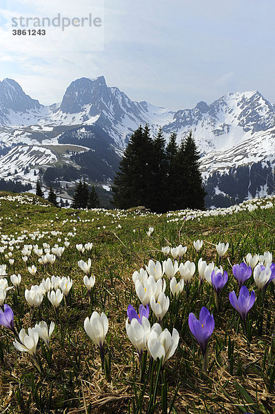 Blühende Krokusse (Crocus vernus)  beim Gurnigelpass mit Blick in die verschneiten Alpen  Bern  Schweiz  Europa