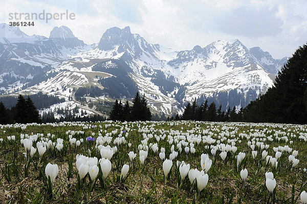 Feld blühender Krokusse (Crocus vernus)  beim Gurnigelpass mit Blick in die verschneiten Alpen  Bern  Schweiz  Europa