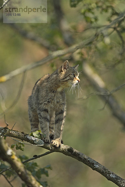 Europäische Wildkatze (Felis silvestris)  adult  auf Baum