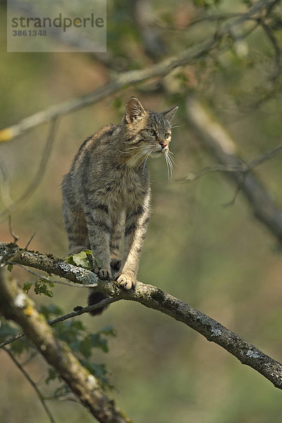 Europäische Wildkatze (Felis silvestris)  adult  auf Baum