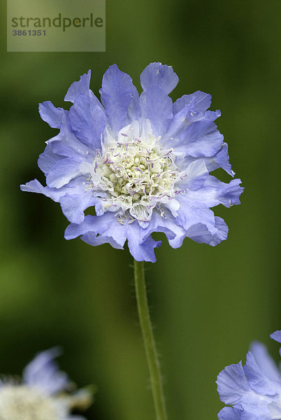 Witwenblume  Scabiose (Knautia spec.)  Blüte