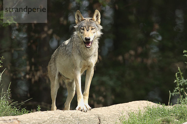 Timberwolf  auch Amerikanischer Grauwolf (Canis lupus lycaon)  adult auf Felsen  Vorkommen Amerika