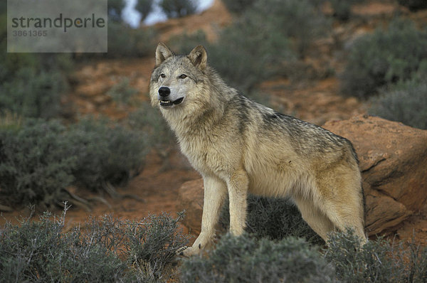 Timberwolf  auch Amerikanischer Grauwolf (Canis lupus lycaon)