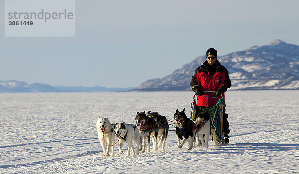 Musher läuft  fährt einen Hundeschlitten  Schlittenhundegespann  Alaskan Huskies  Berge dahinter  gefrorener Lake Laberge  Yukon Territory  Kanada