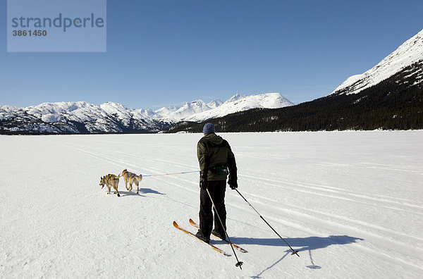 Mann beim Skijöring  Schlittenhunde ziehen Langläufer  Hundesport  Alaskan Huskies  gefrorener Lake Lindeman  Berge dahinter  Küstengebirge  Chilkoot Pass  Chilkoot Trail  Yukon Territory  British Columbia  Kanada