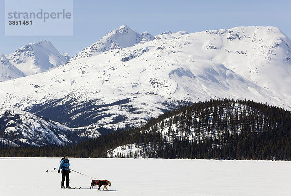 Frau beim Skijöring  Schlittenhunde ziehen Langläufer  Hundesport  Alaskan Huskies  gefrorener Lake Lindeman  Berge dahinter  Küstengebirge  Chilkoot Pass  Chilkoot Trail  Yukon Territory  British Columbia  Kanada