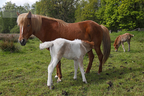 Stute säugt Fohlen  Islandpony  Island-Pony  Islandpferd  Isländer (Equus przewalskii f. caballus)